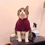 Avatar de Cristian Velázquez